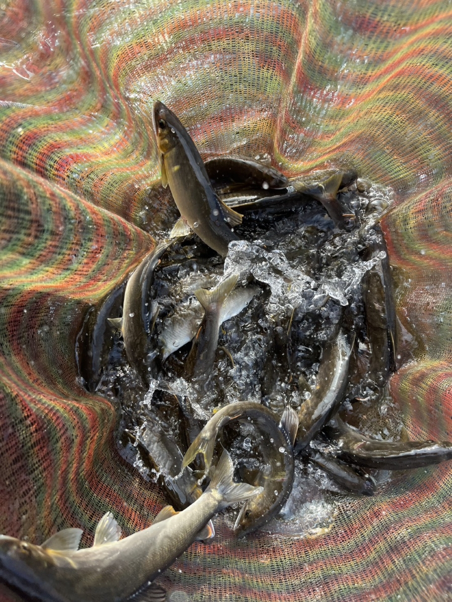 鮎